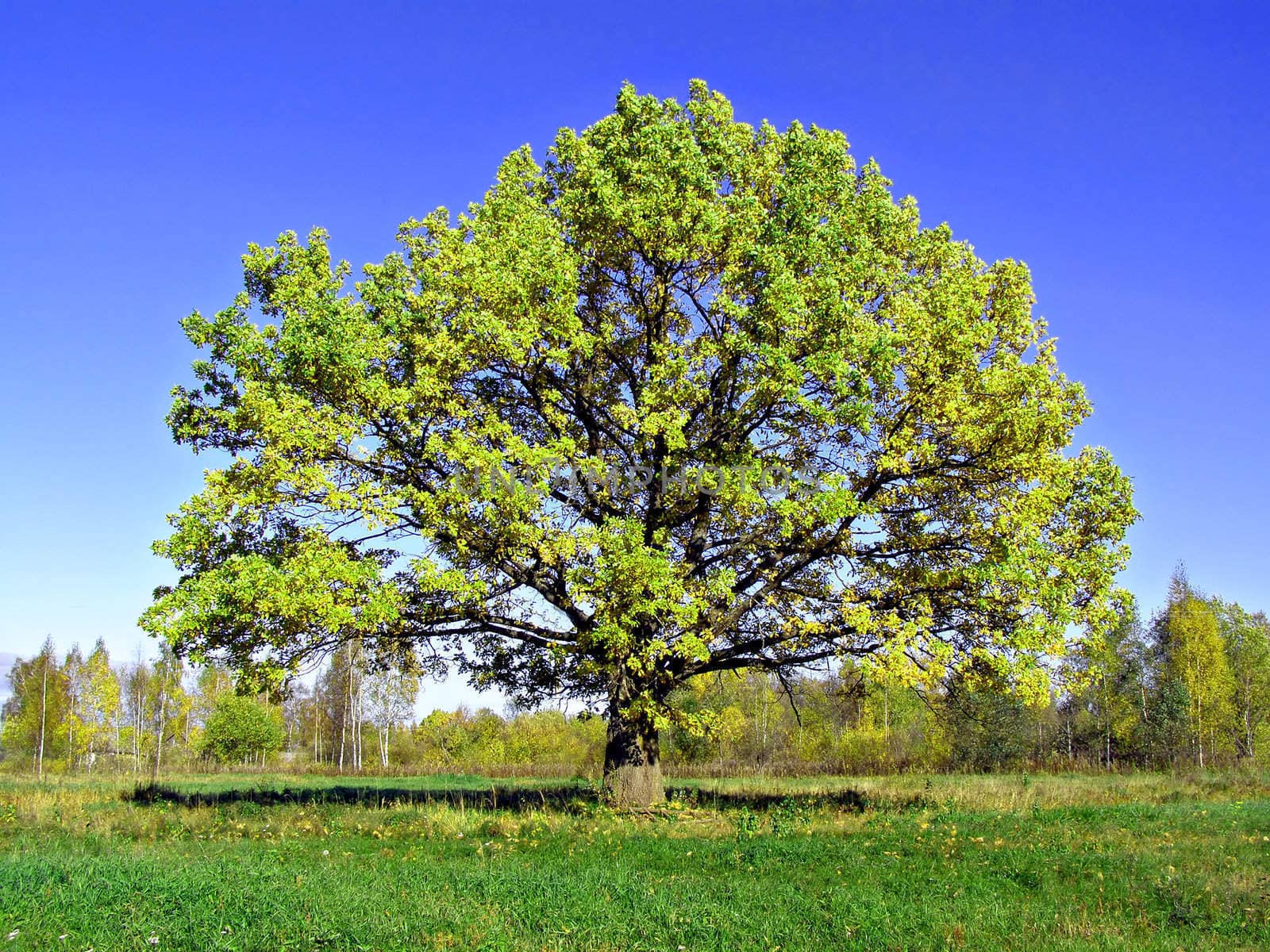 big oak on field