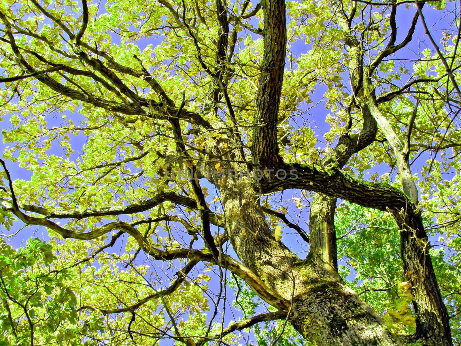 sheet of the old oak