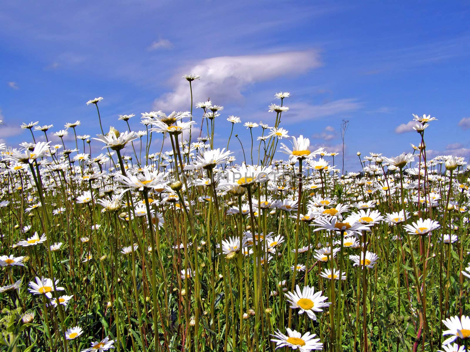 daisywheels on field