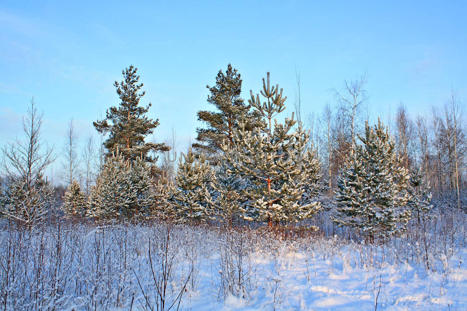 pine in snow