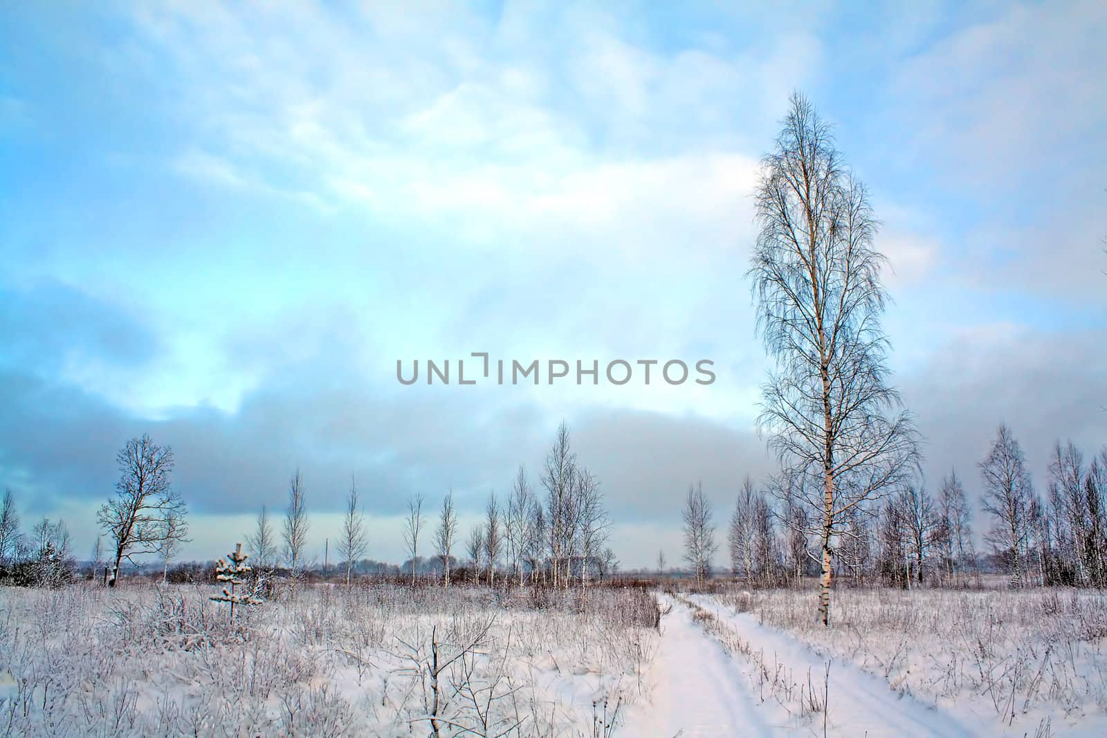 birches on field