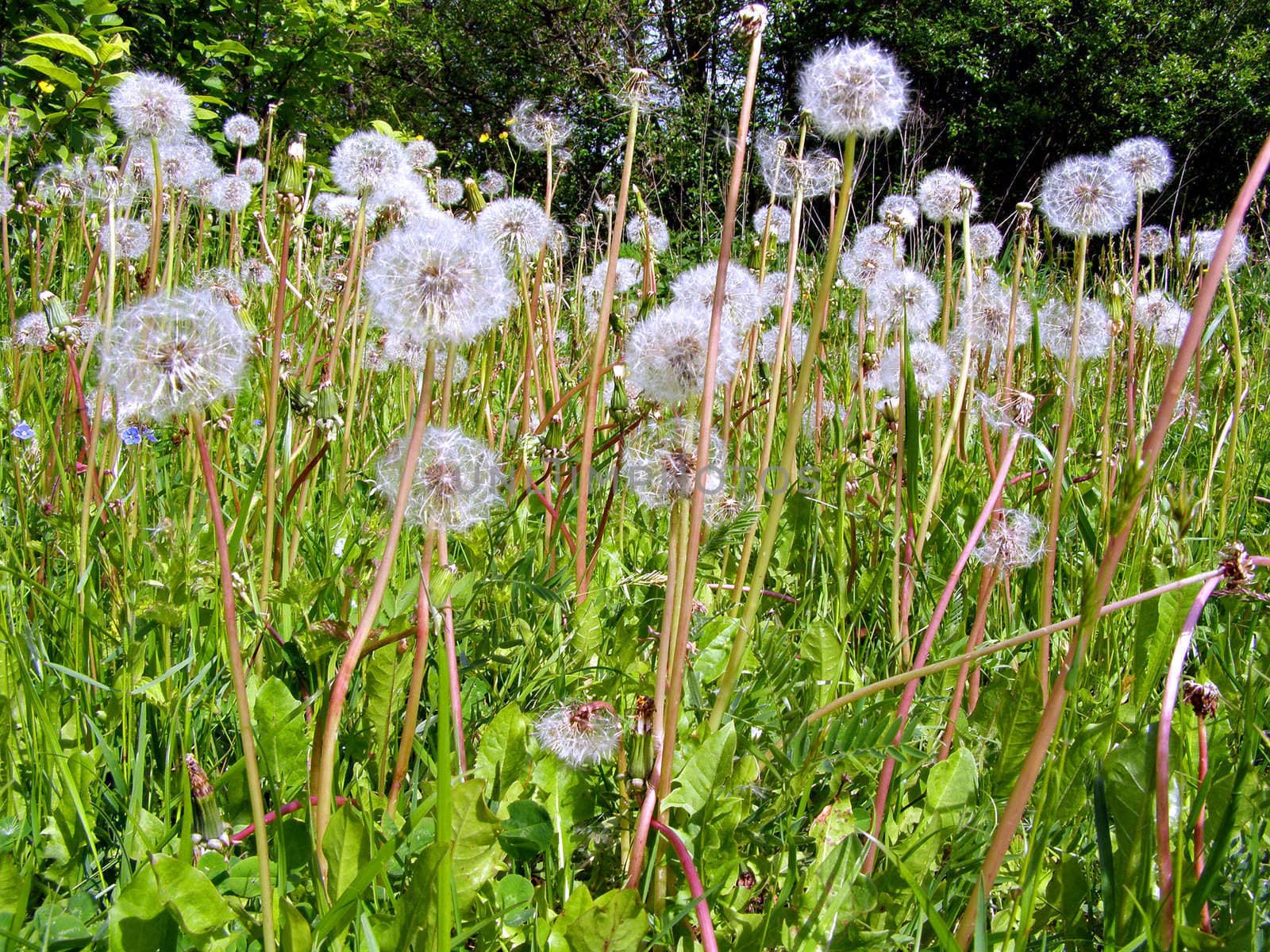 dandelions on field