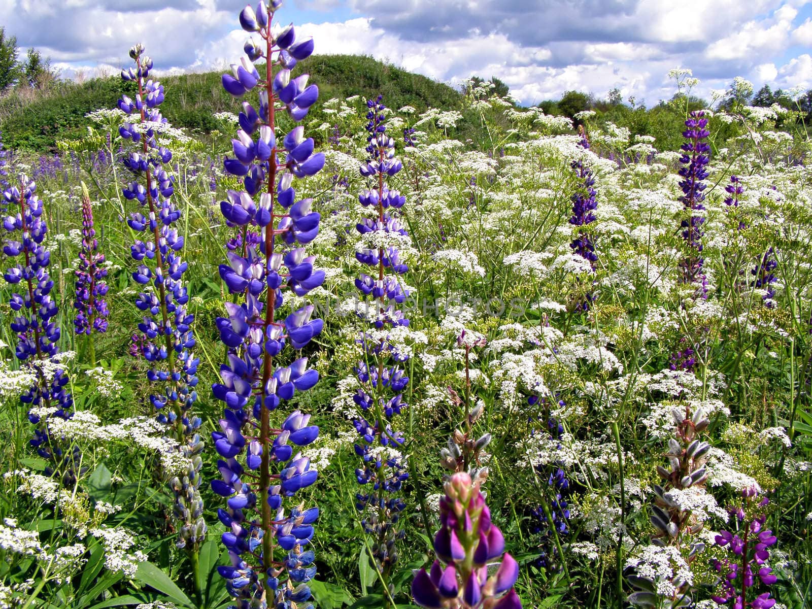 lupines on field