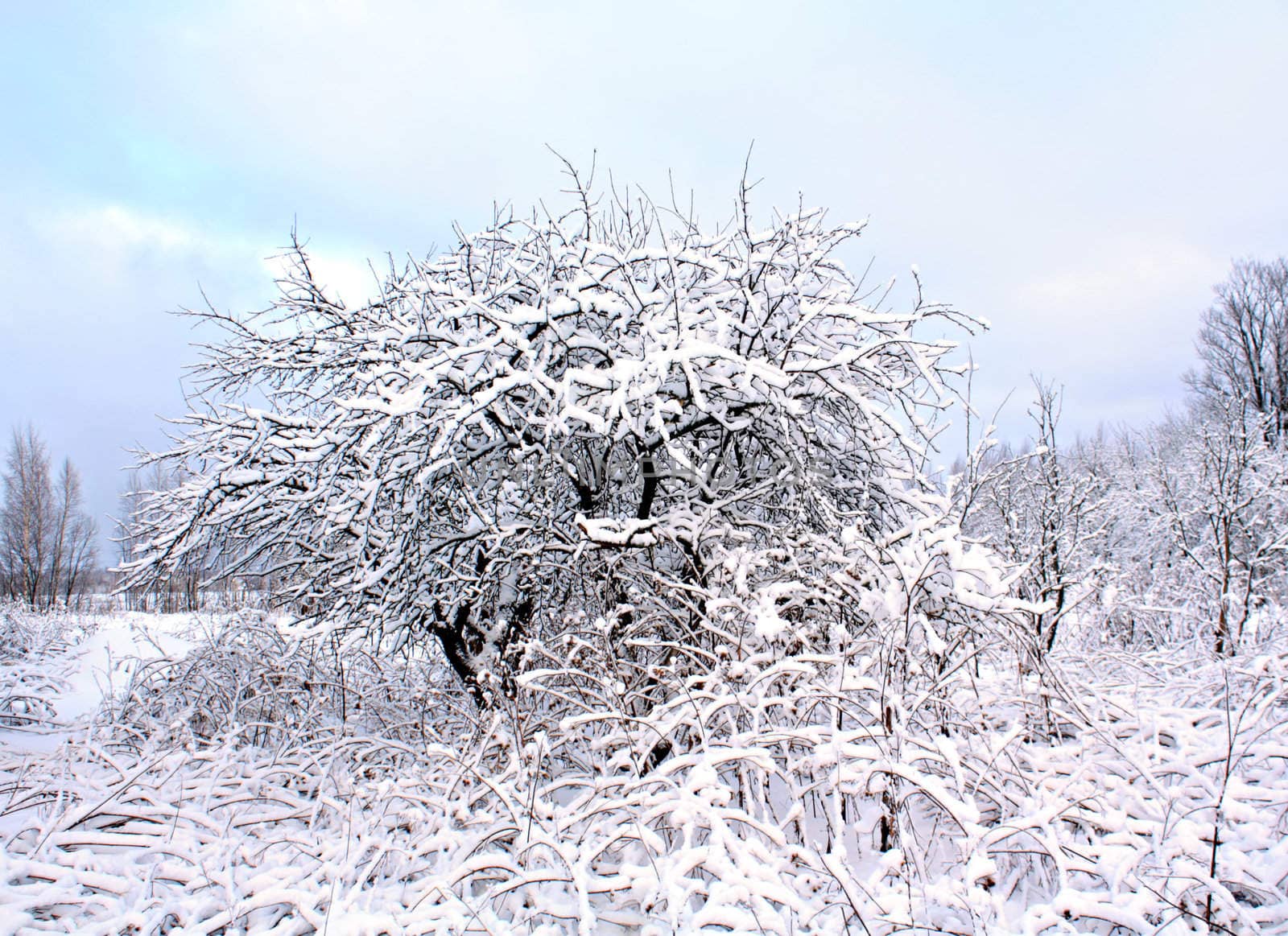 aple trees in snow in winter garden