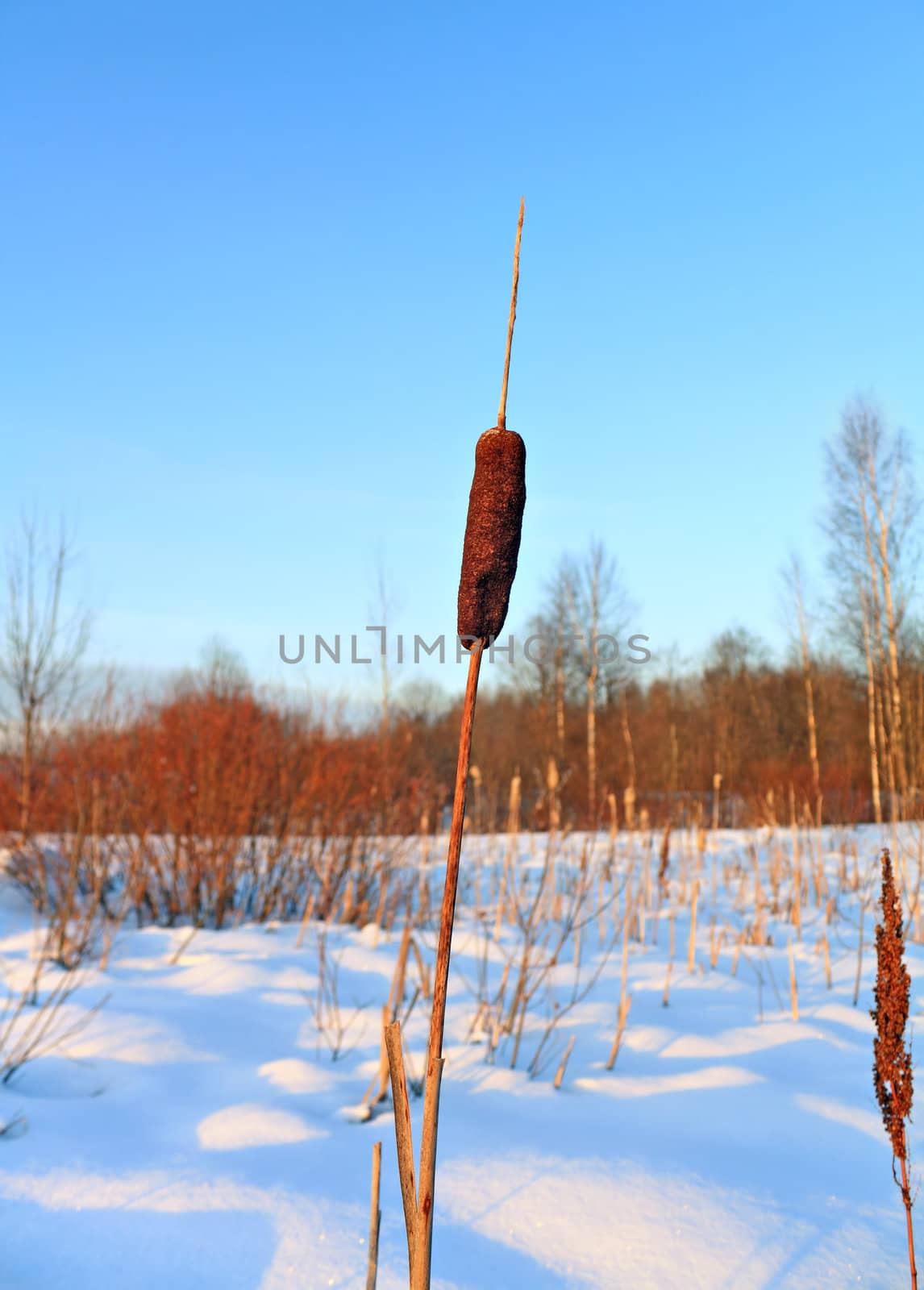 bulrush amongst snow