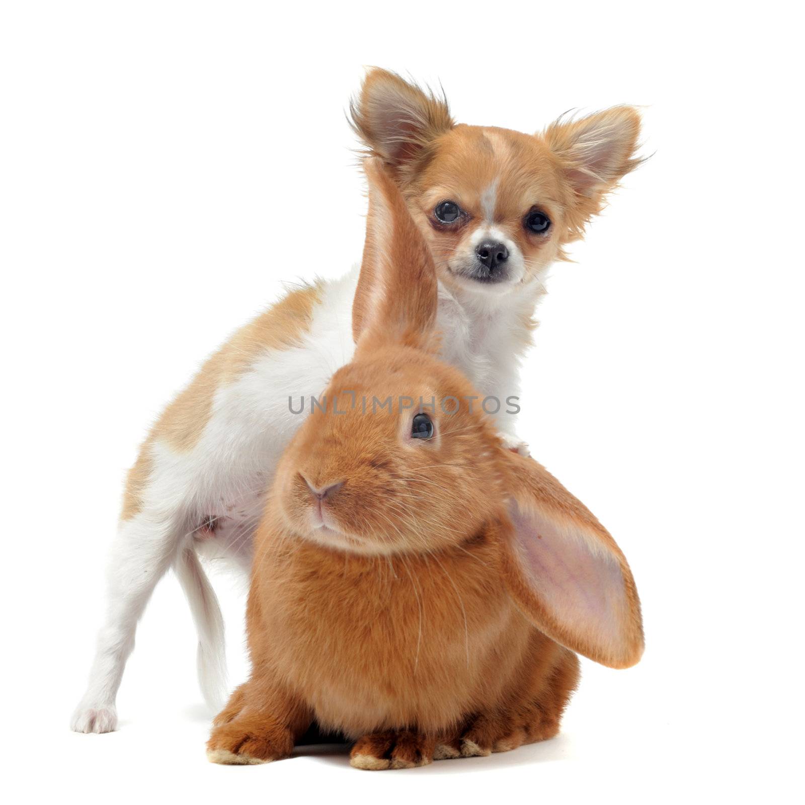 portrait of a cute purebred  puppy chihuahua and bunny in front of white background