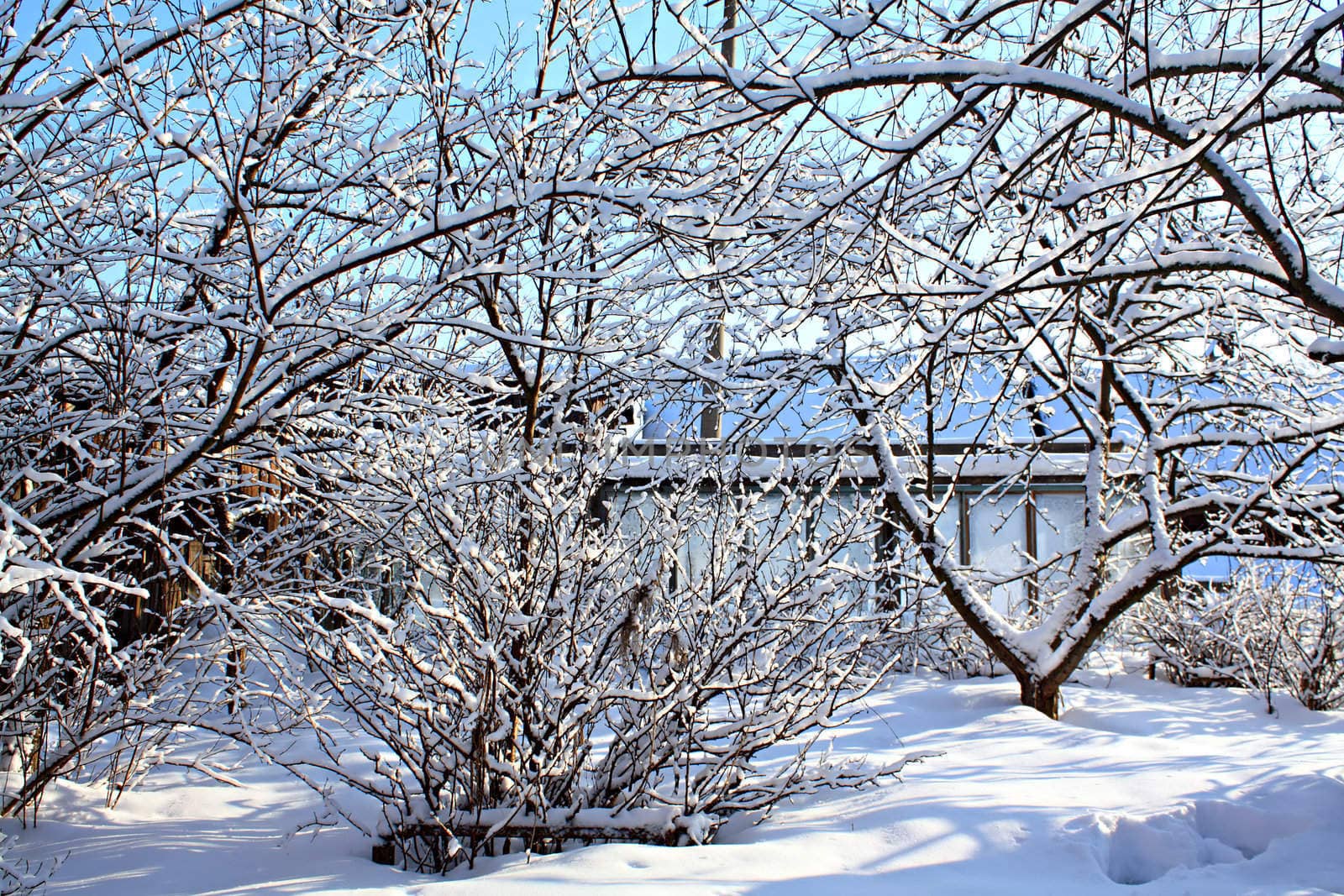 winter garden