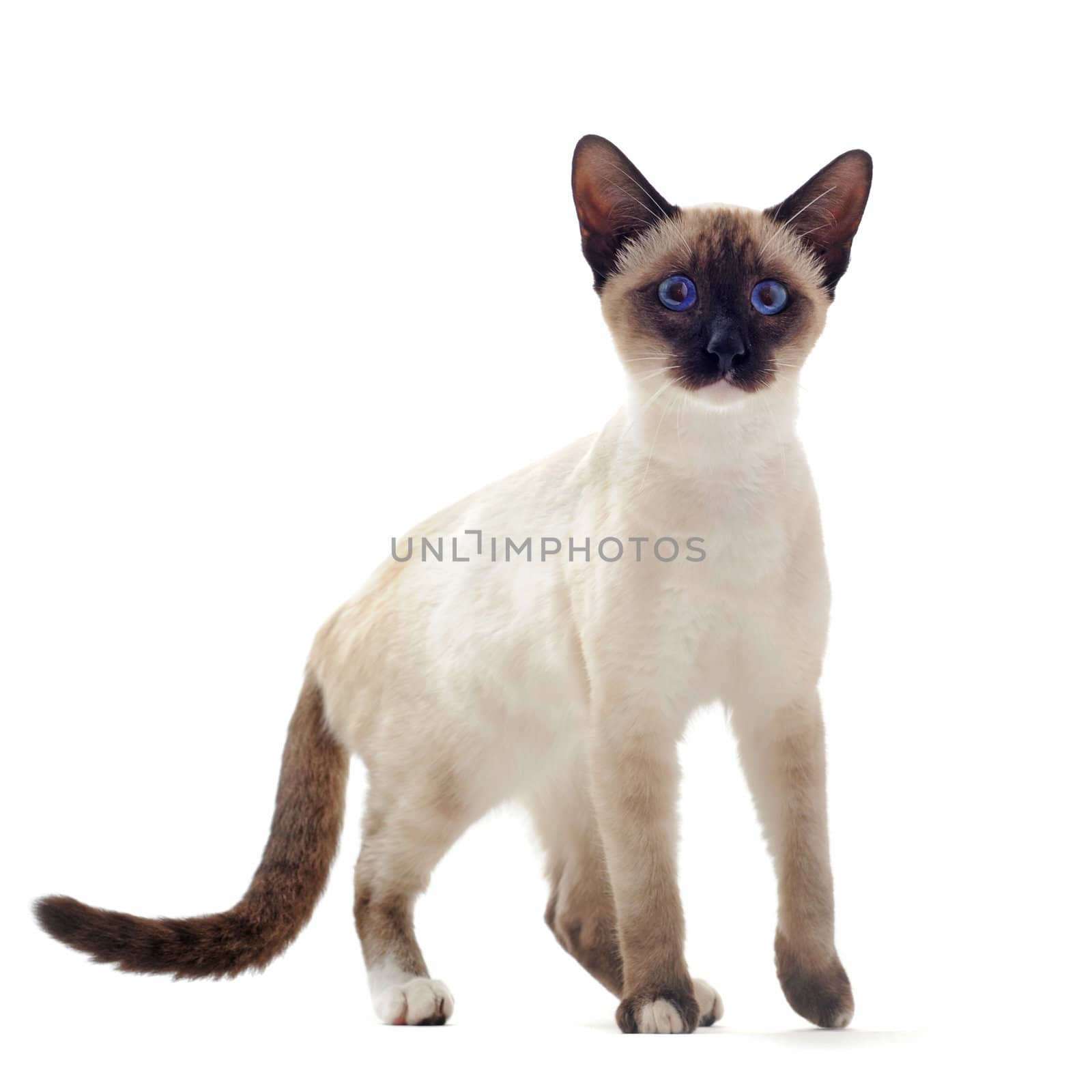 beautiful purebred siamese kitten in front of white background