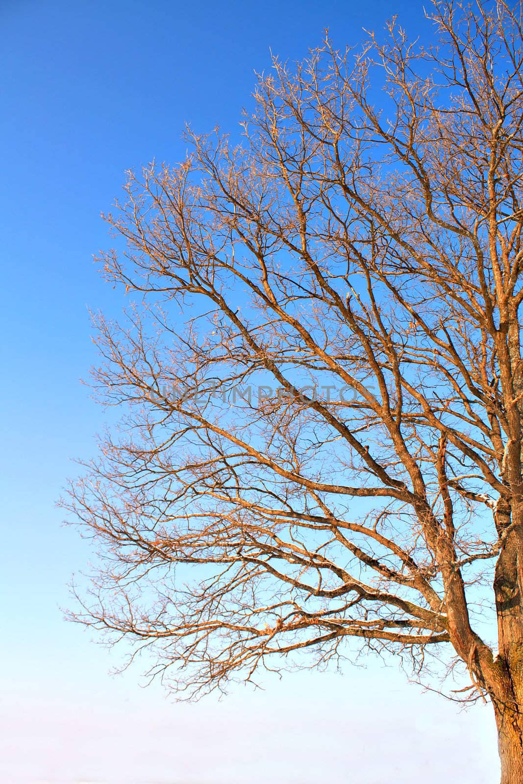 branches of the oak on background blue sky