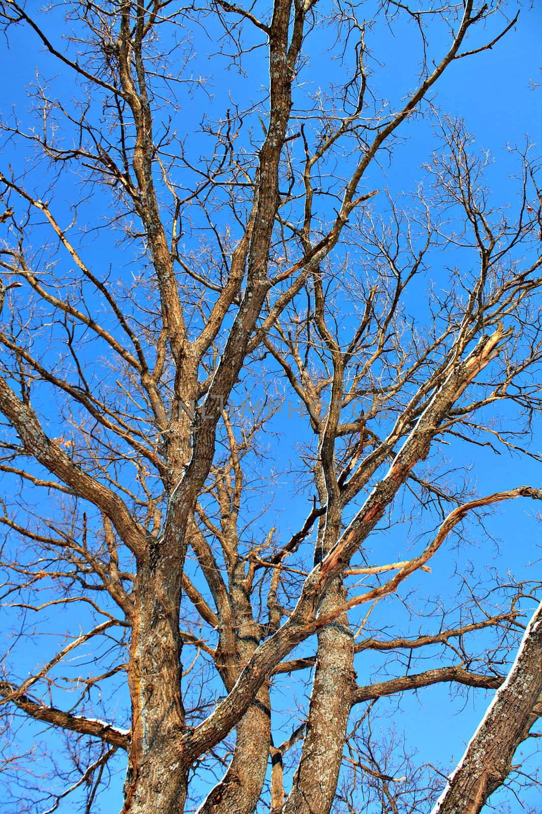 branches of the oak on background blue sky
