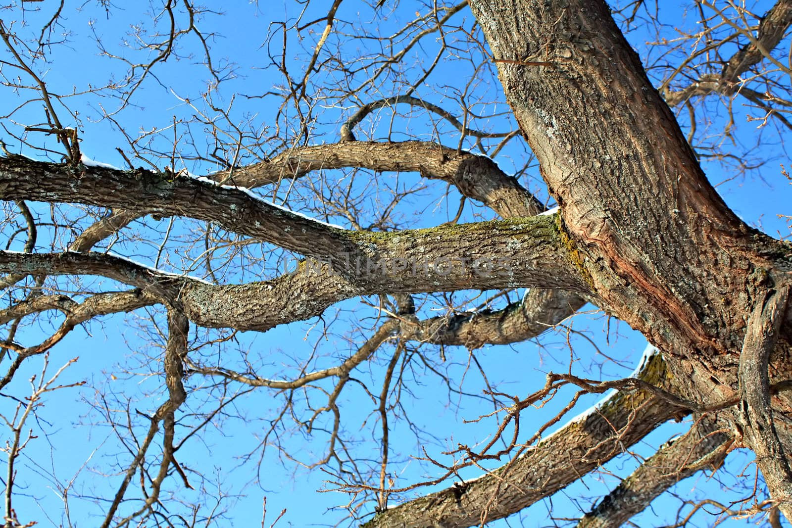 branches of the oak on background blue sky