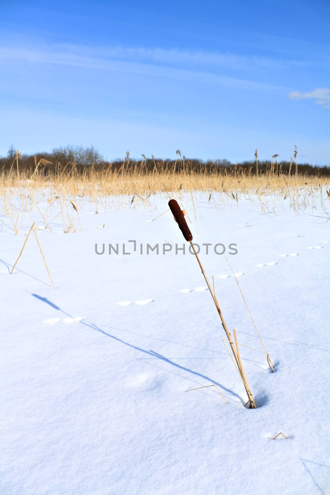 bulrush amongst snow