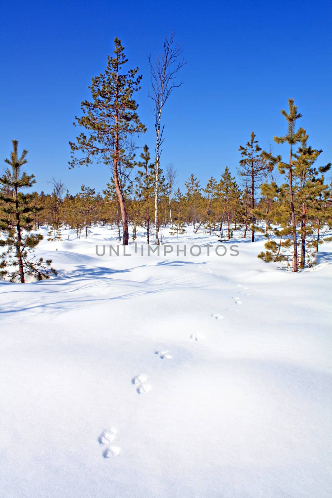 trace sable on snow
