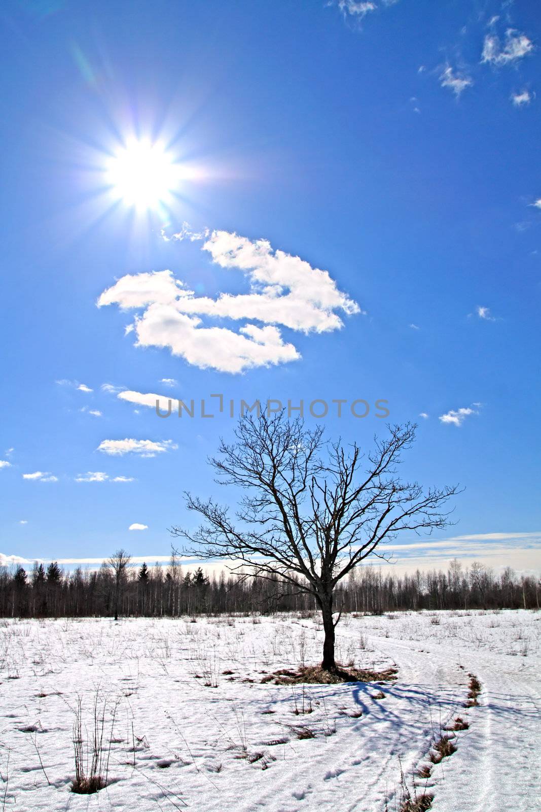 oak on winter field