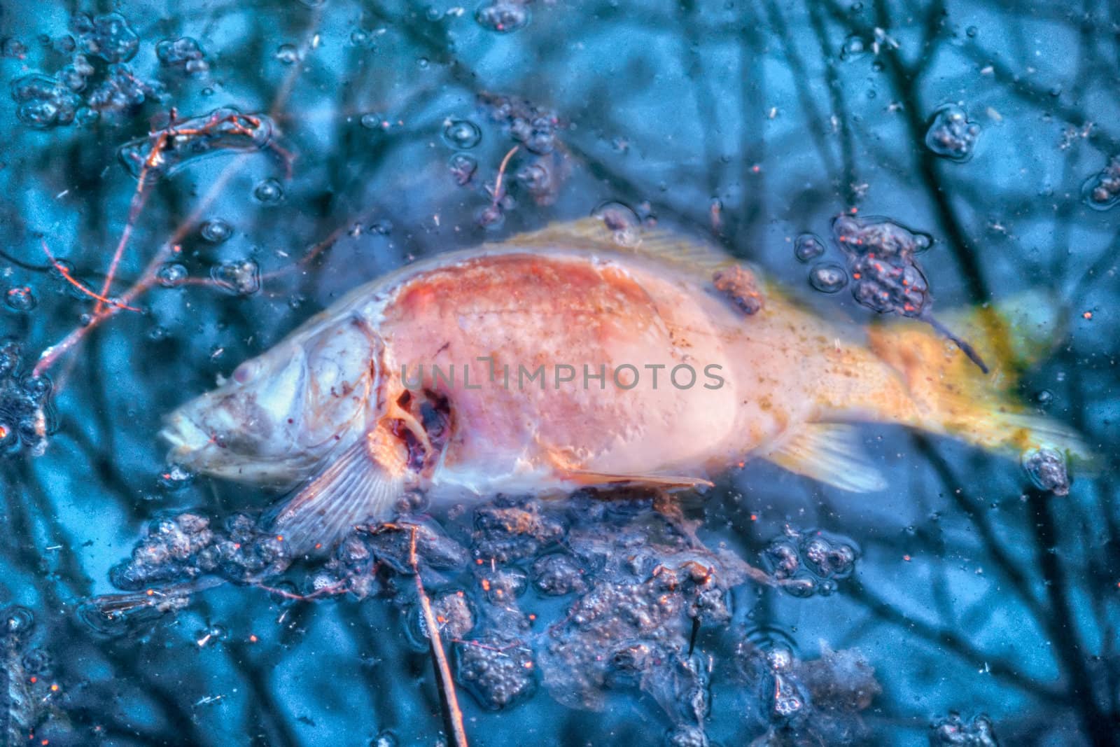 Decaying dead carp (Cyprinus carpio) floating in polluted water on surface.
