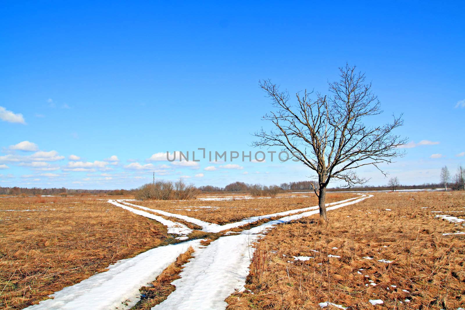 oak near roads