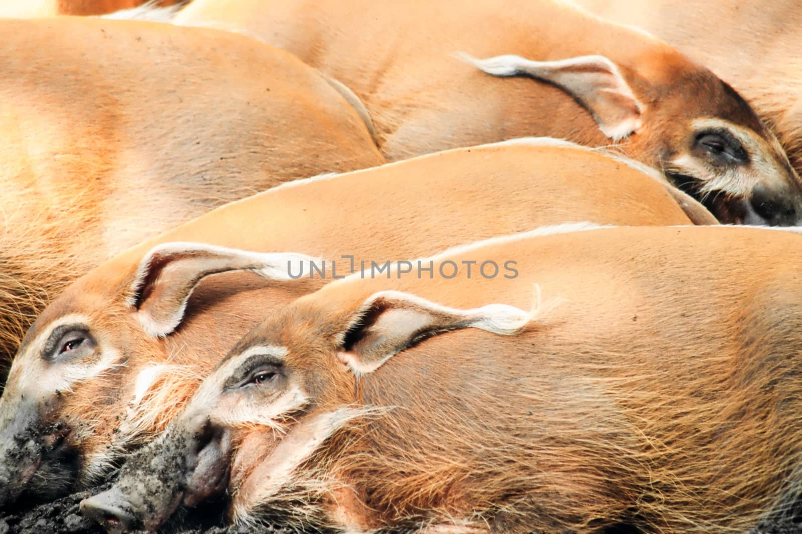 Group of red river hogs (Potamochoerus porcus), also called bush pigs, relaxing in the sun.