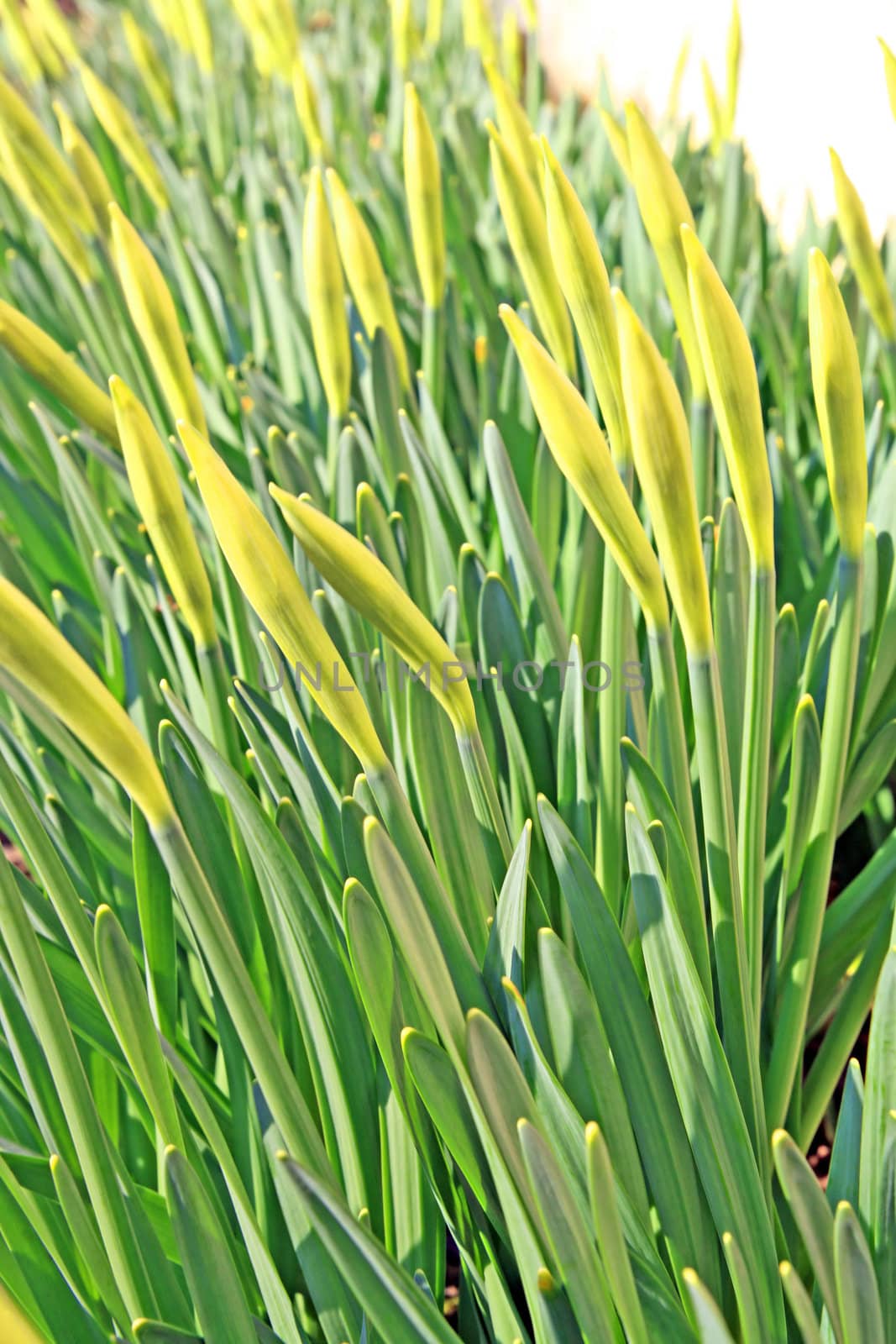 young narcissuses
