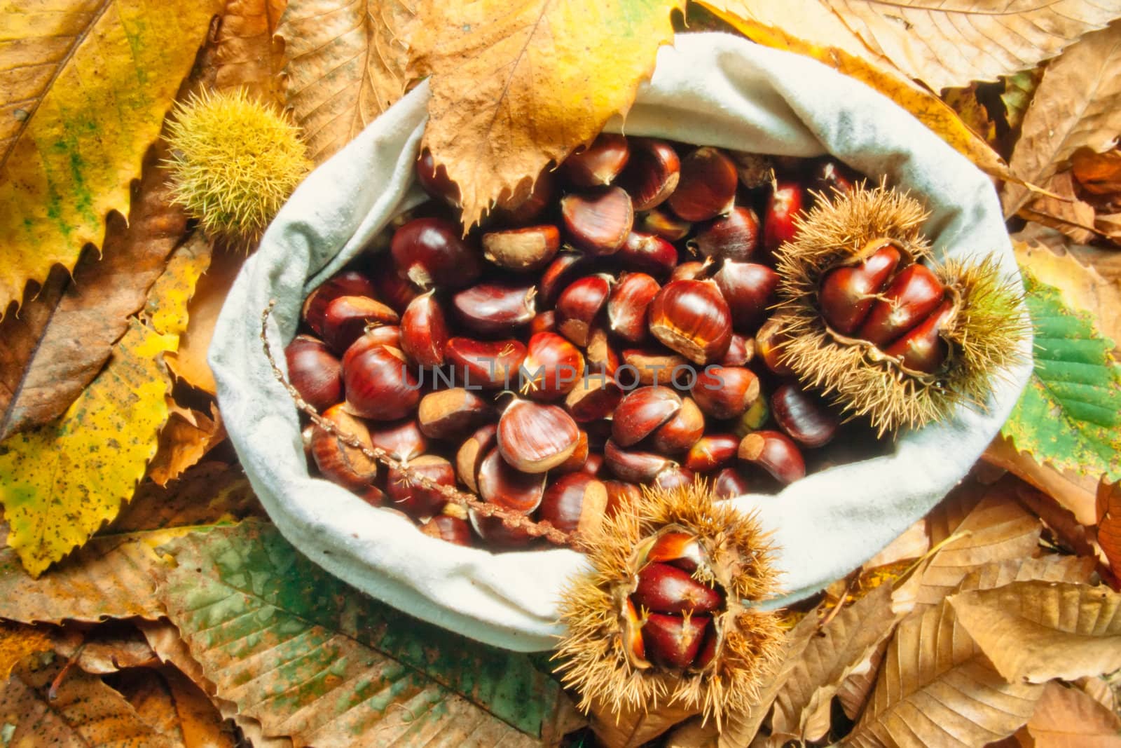 Fall still life: Arrangement of collected chestnuts, chestnut leaves and husks.