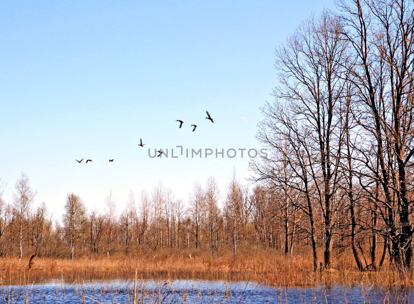 flying ducks on lake