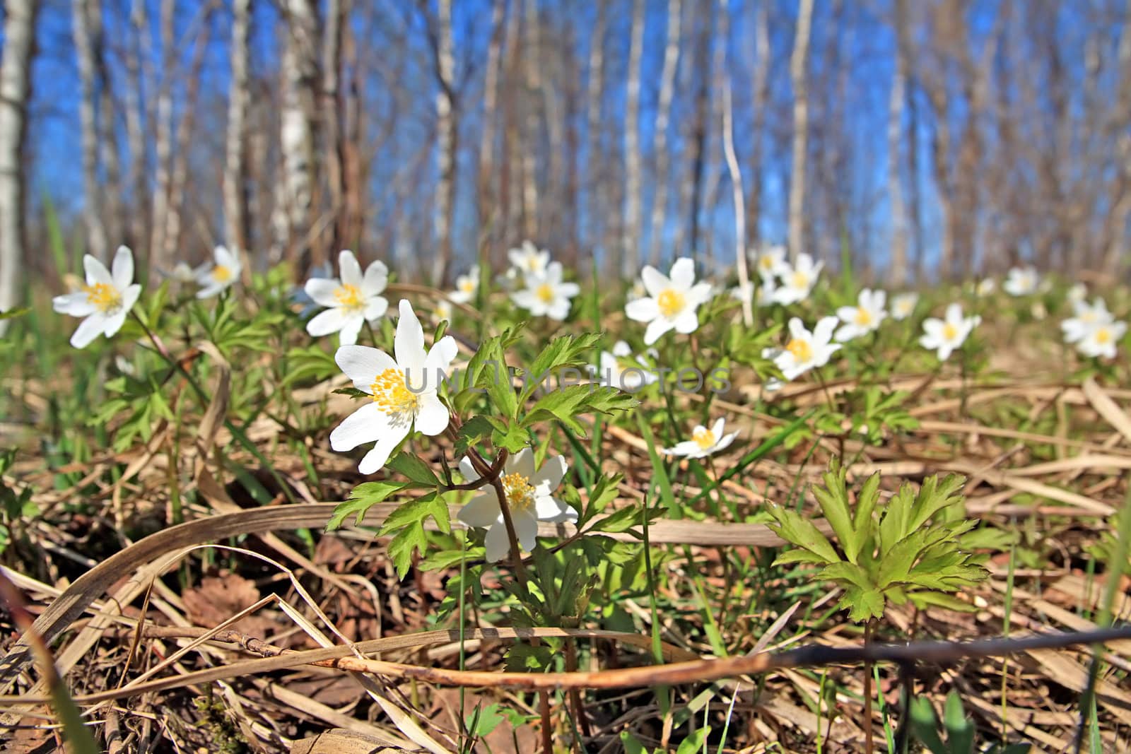 snowdrop in wood