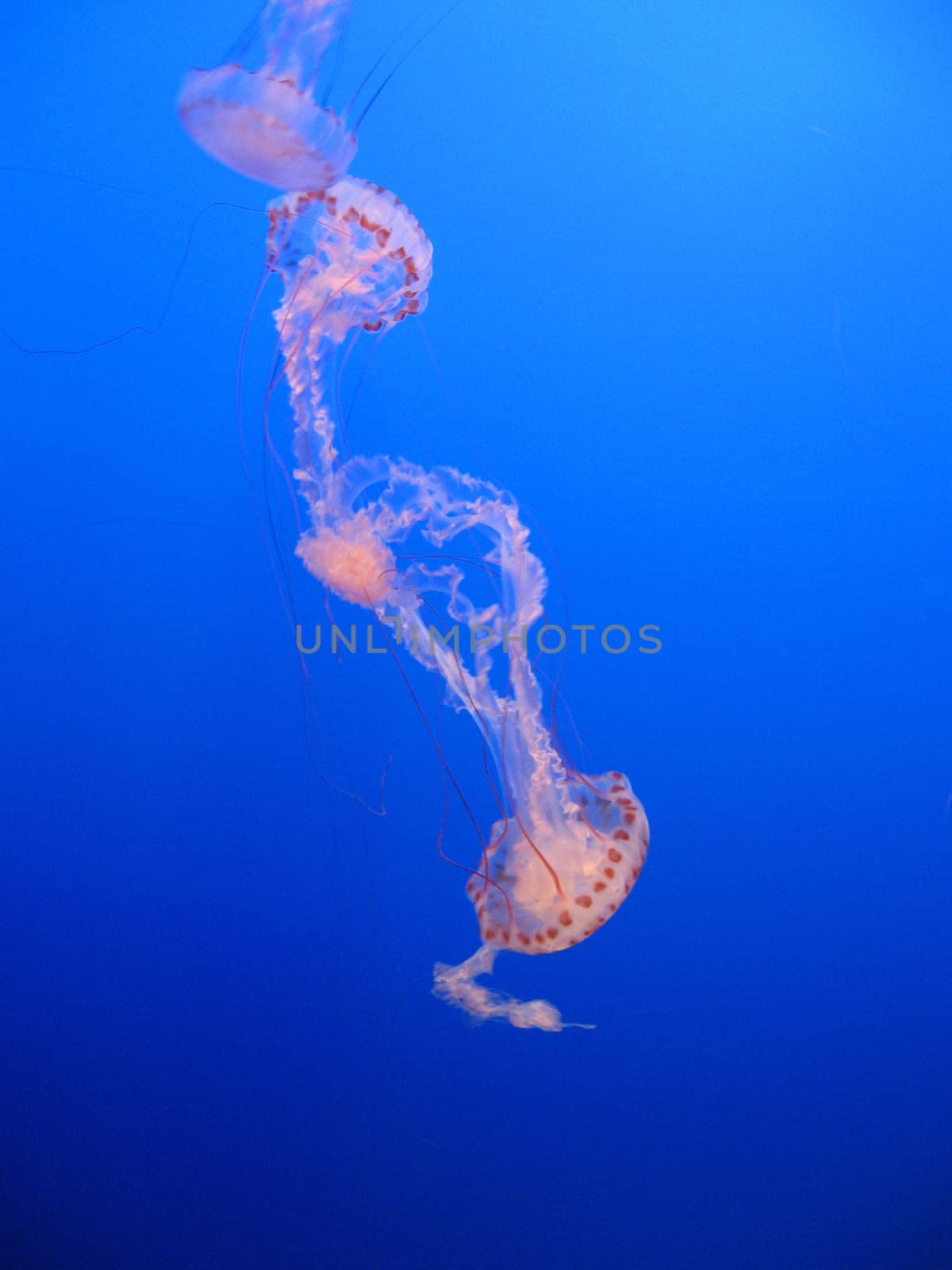 Pink jellyfish on blue background floating in sea water aquarium
