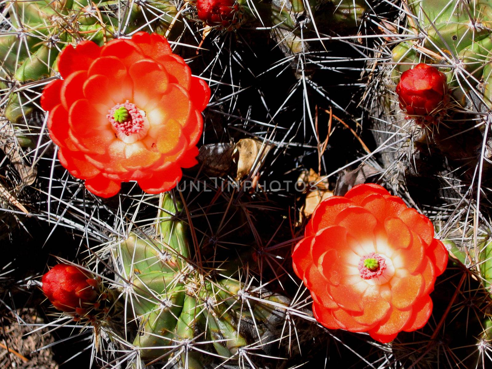 Blooming claret cup cactus (Echinocereus triglochidiatus), also called hedgehog cactus, blossoms in the wild.