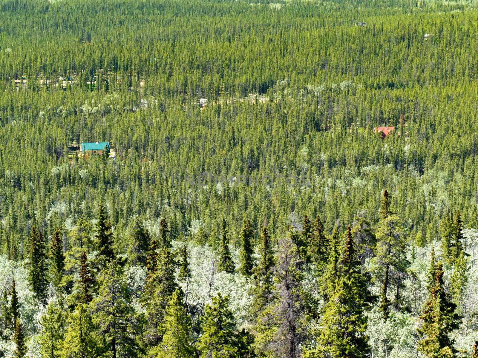 Residential buildings hidden in boreal forest of Yukon Territory, Canada.