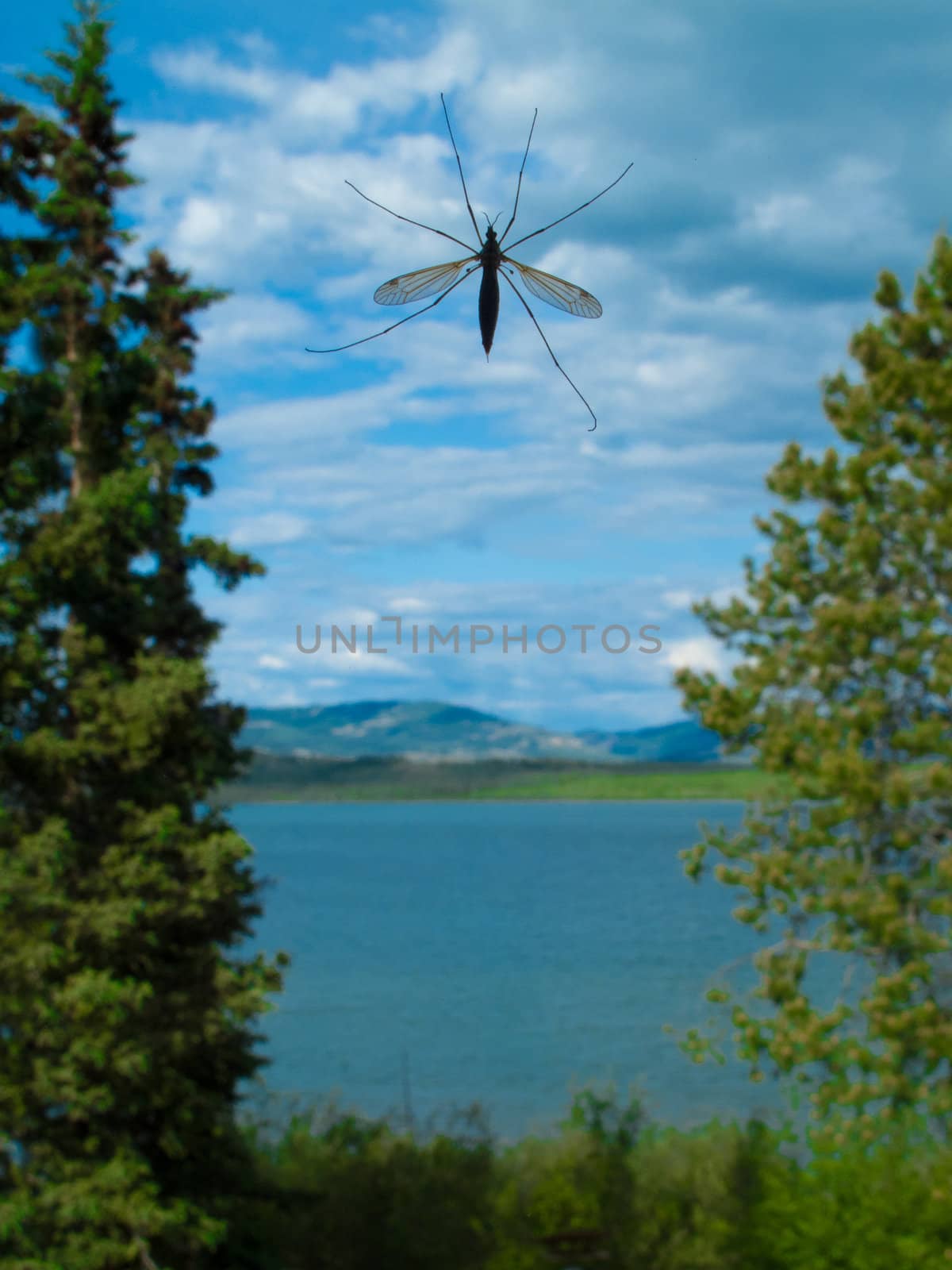 Close-up of crane fly with landscape (trees, forest, lake, hills, blue sky, clouds) in background.