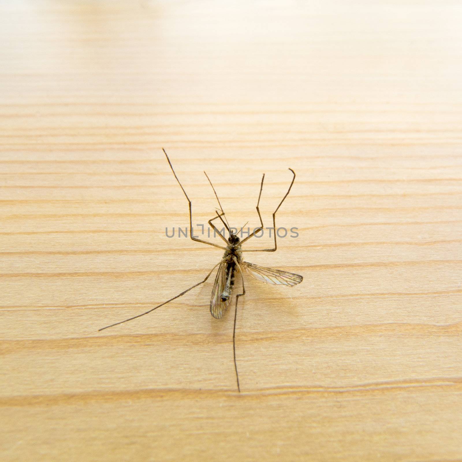 Dead Mosquito on wooden board. by PiLens