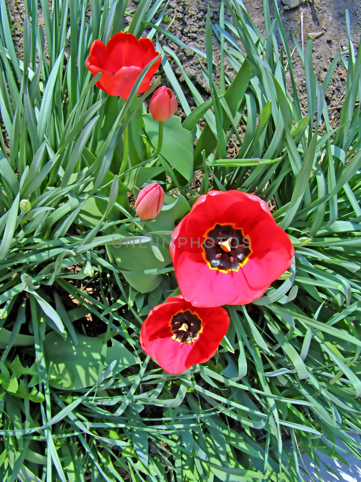 tulips