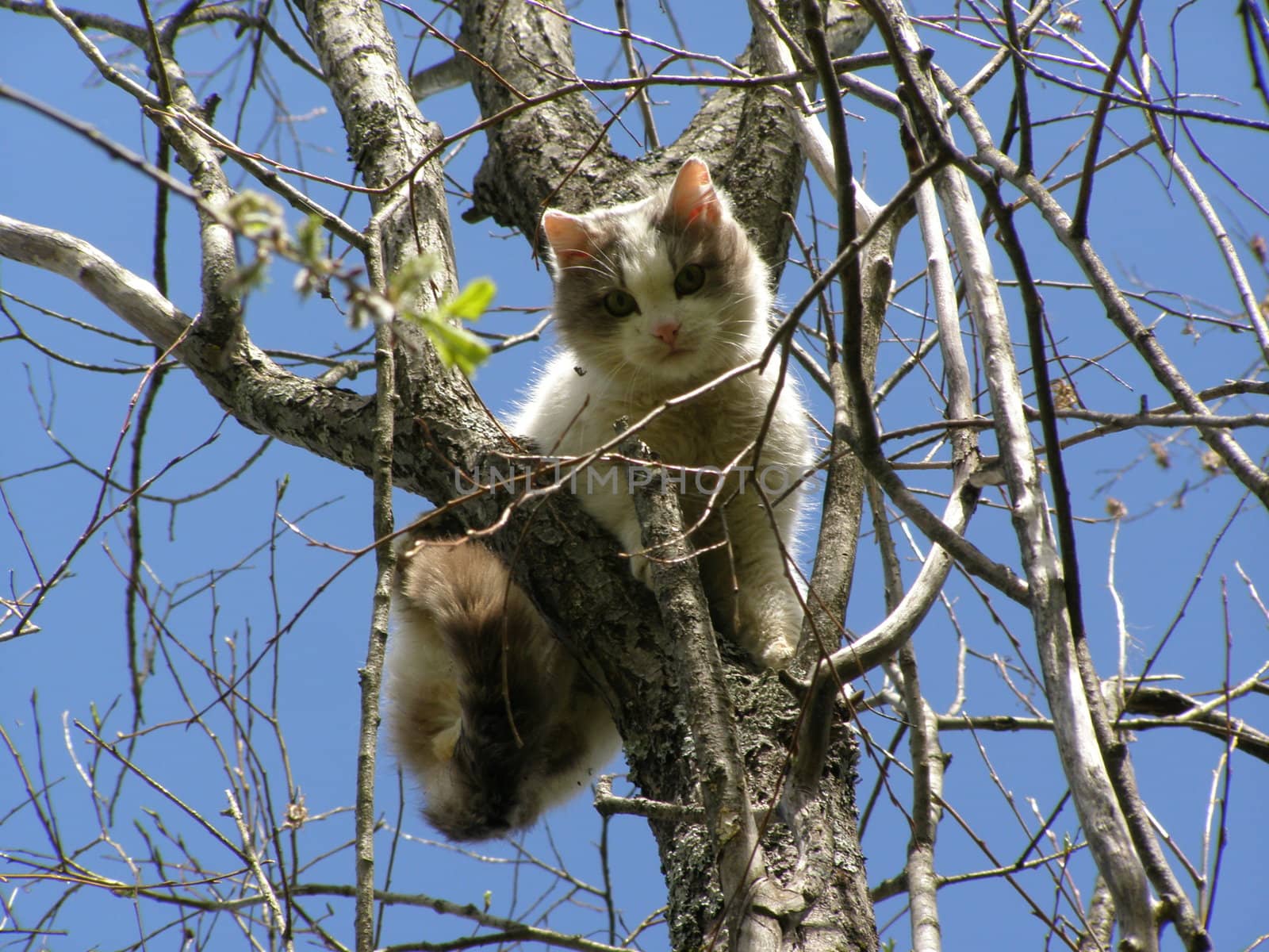 cat on tree