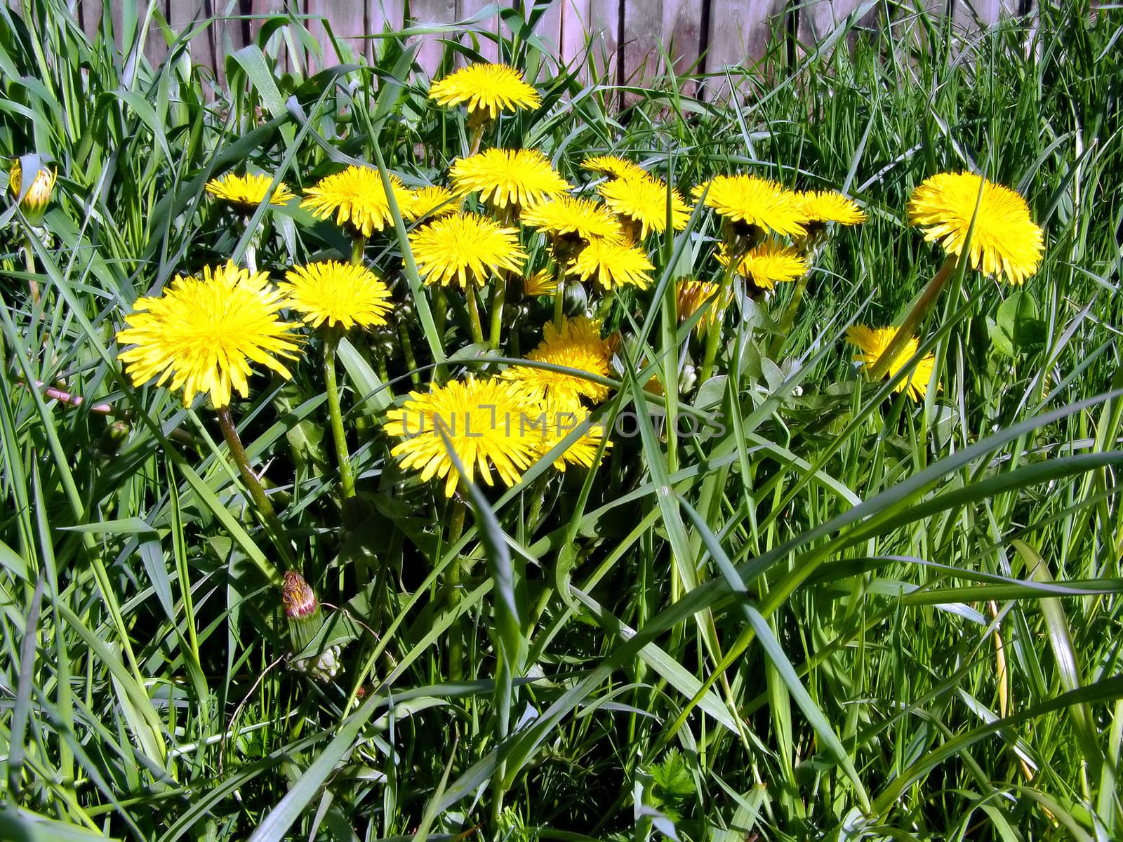 yellow dandelions amongst green herb
