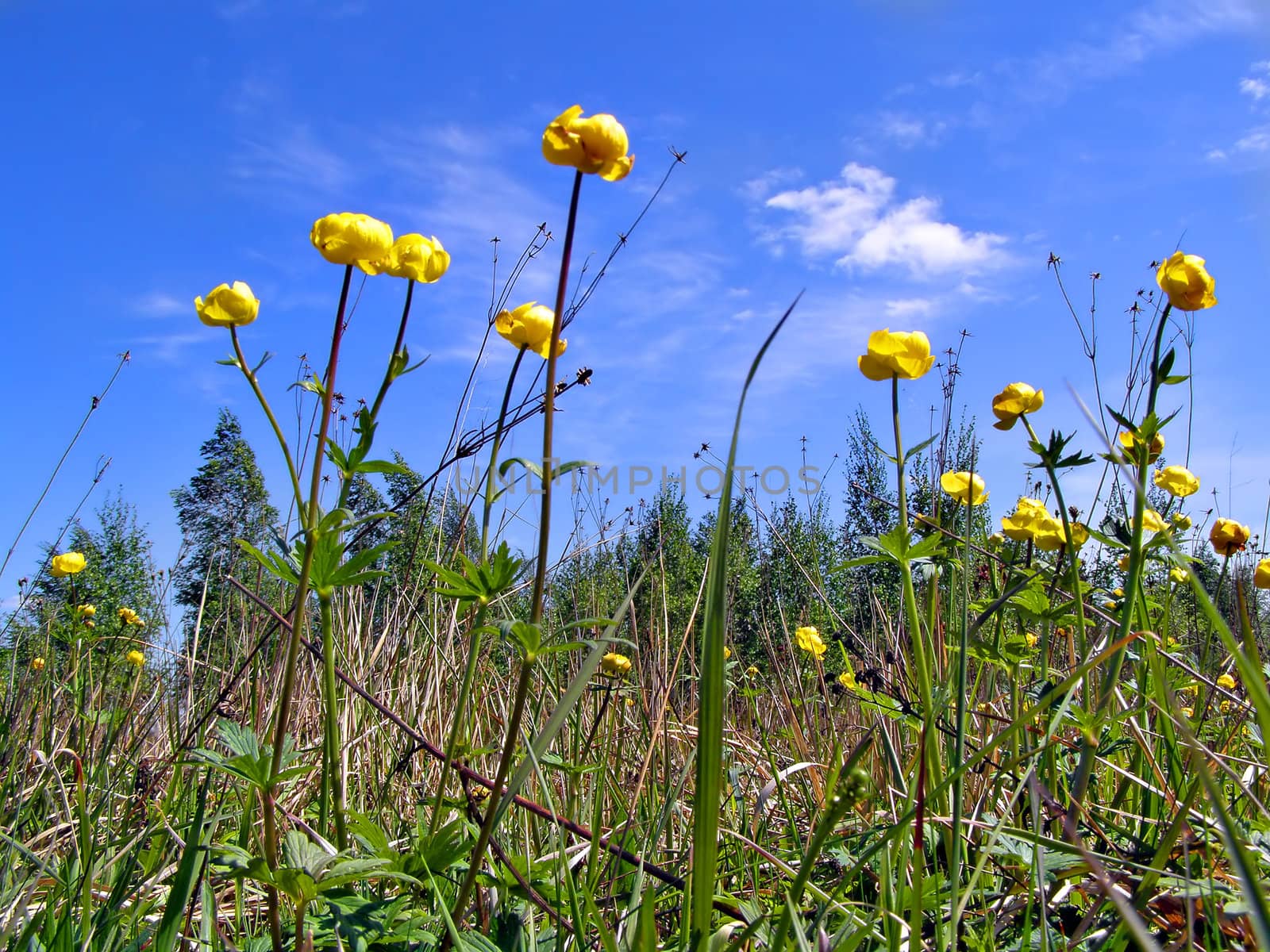 yellow flowerses on green field