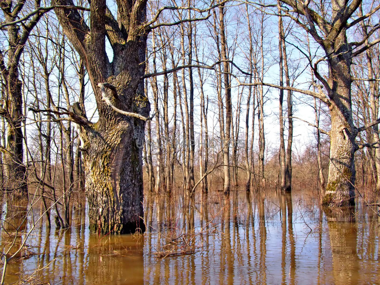 flood in wood