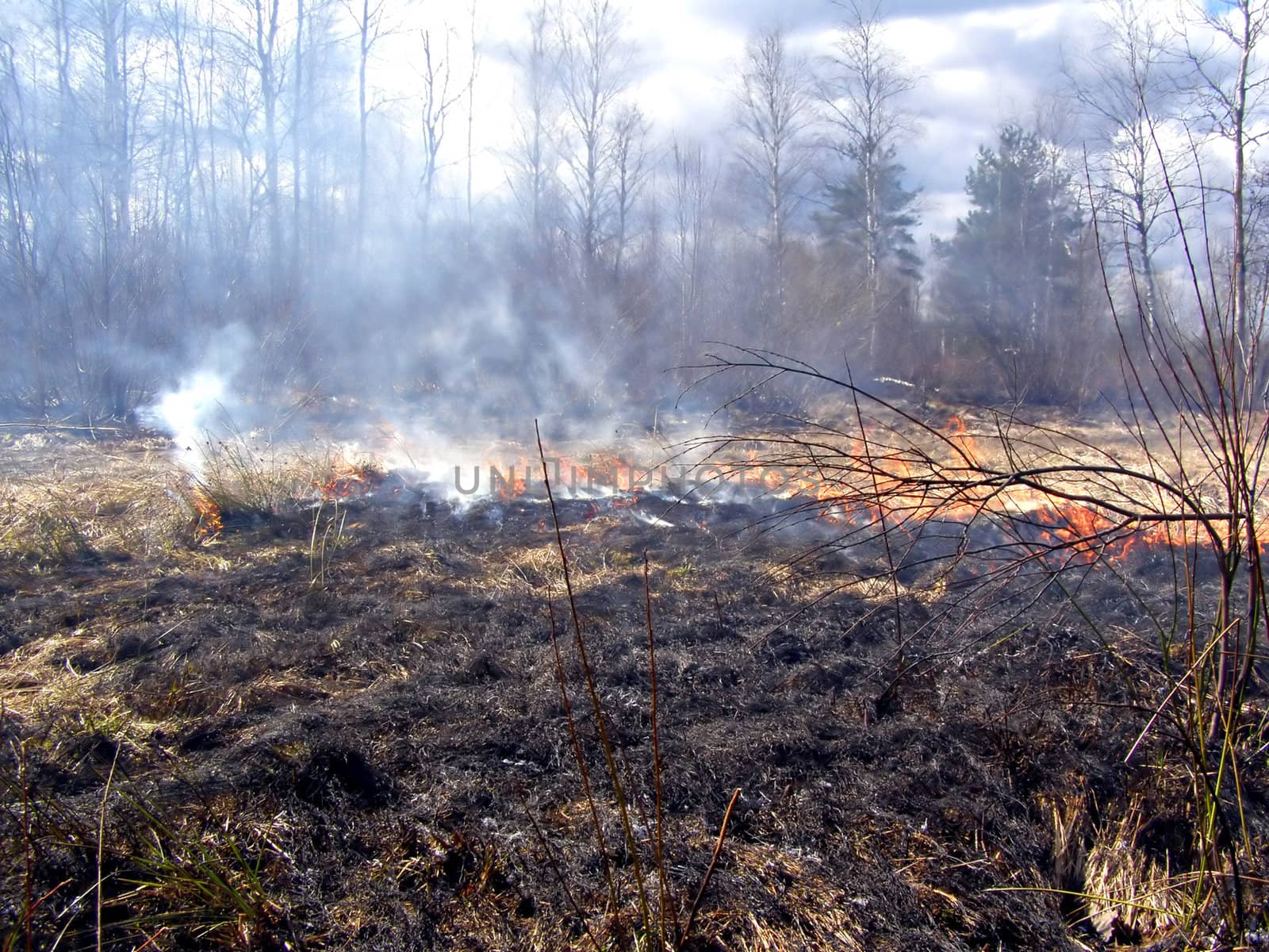 fire in wood