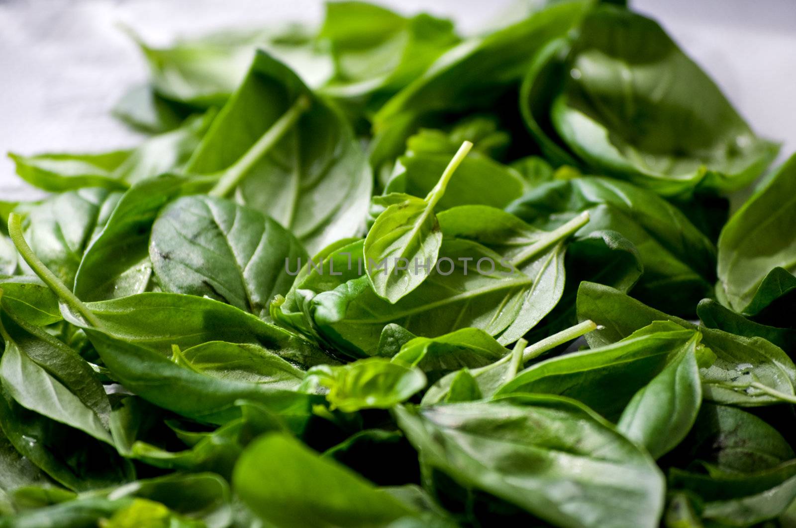 Close up shot of basil leaves