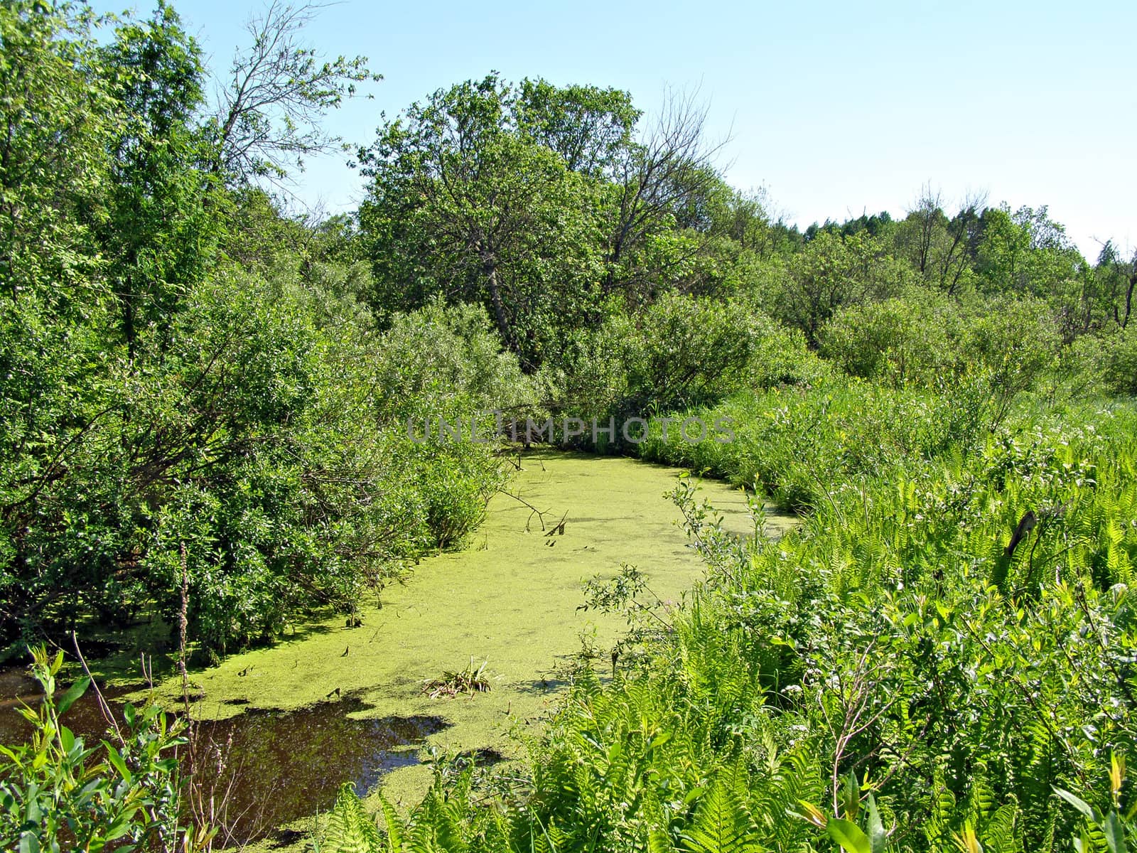 lake coated by duckweed