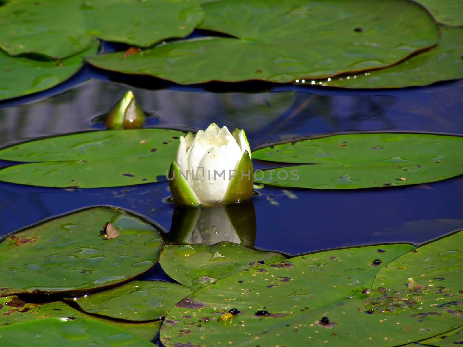 flower of the water lily