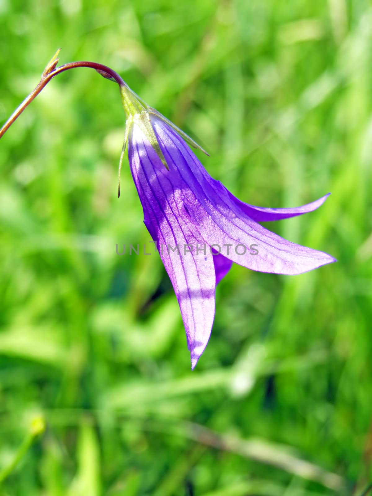 campanula on green background