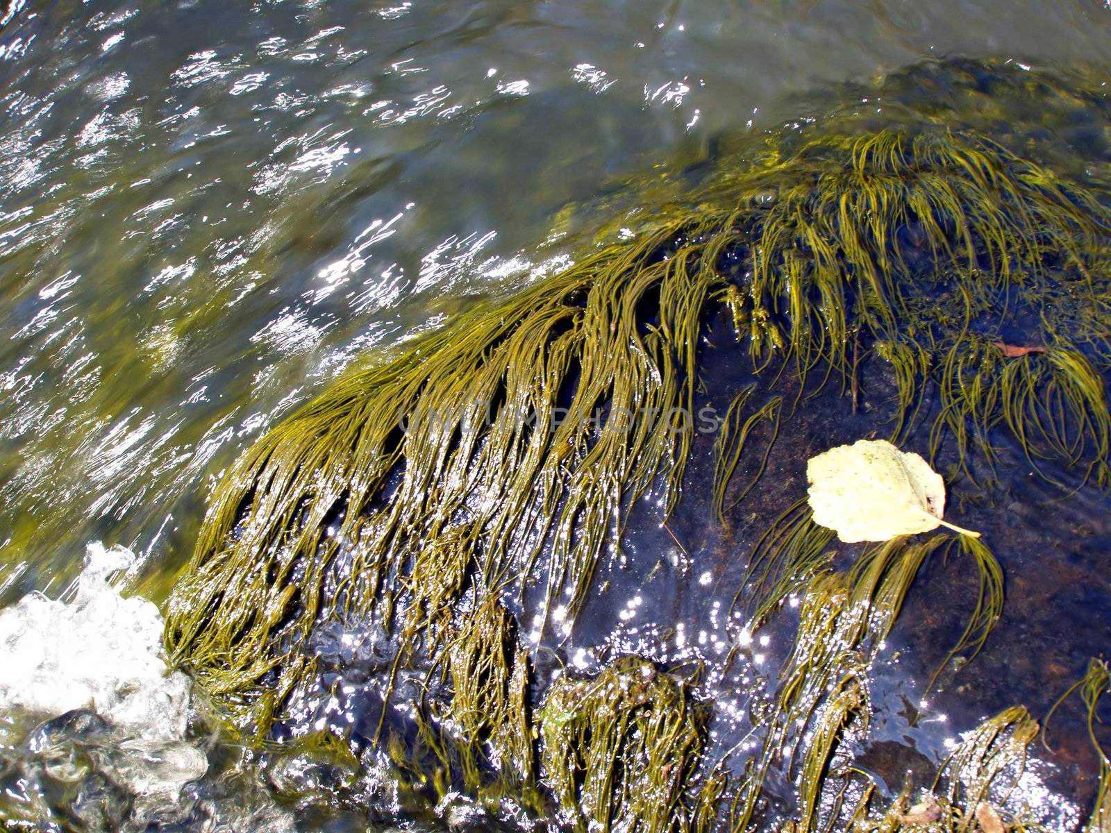 algaes on stone