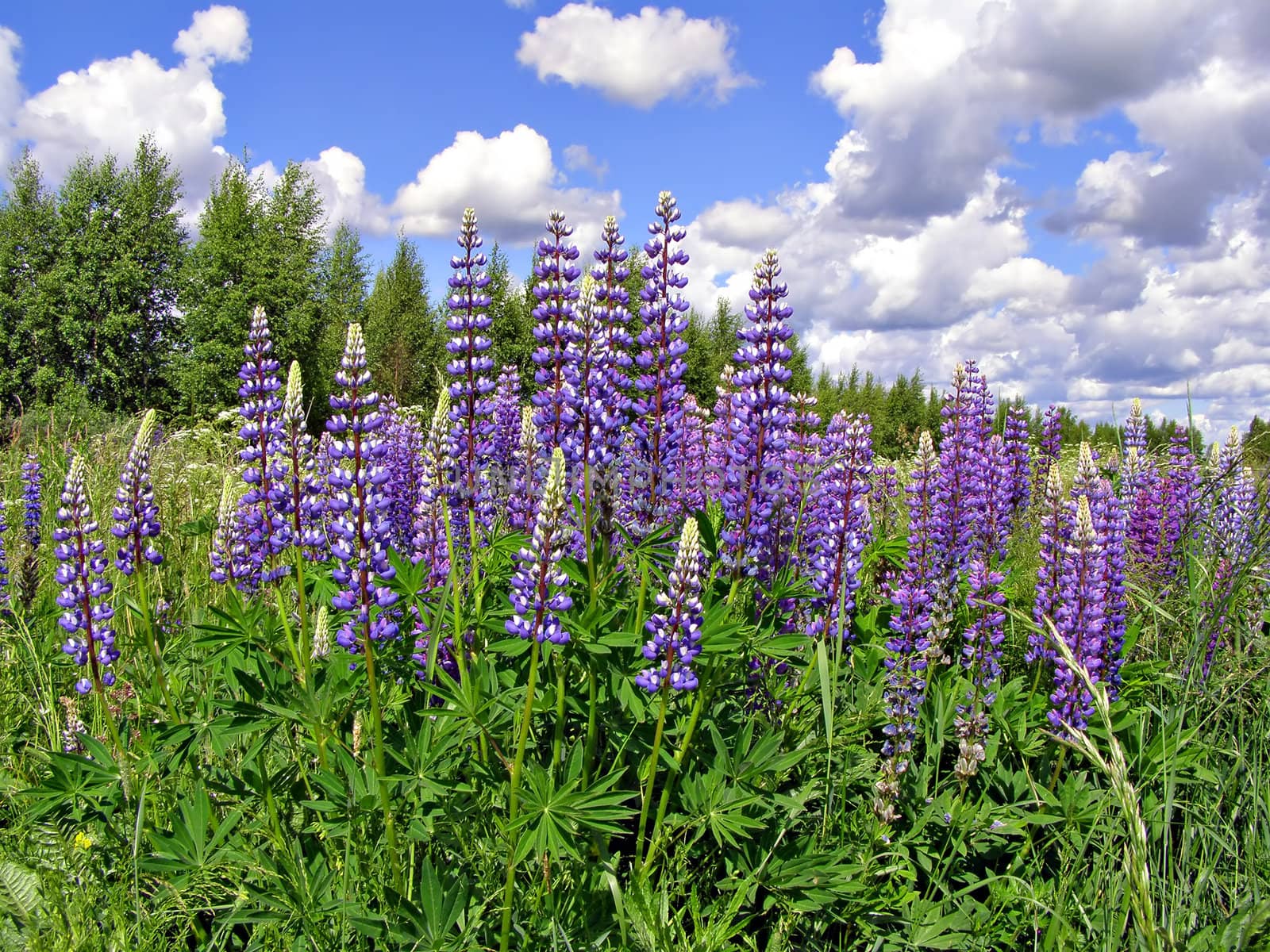 lupines on field