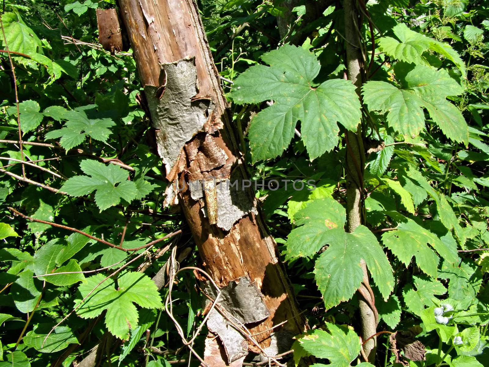 old tree amongst green sheet