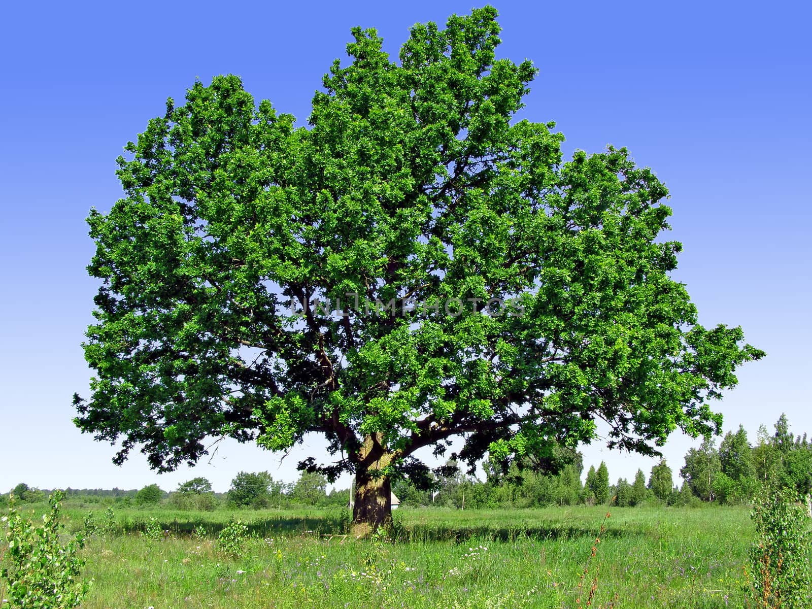 oak on field