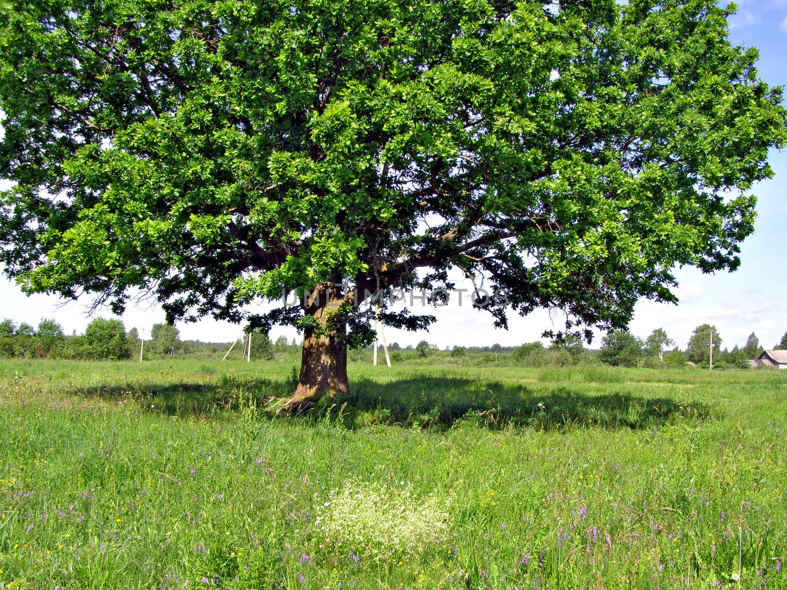 oak on field