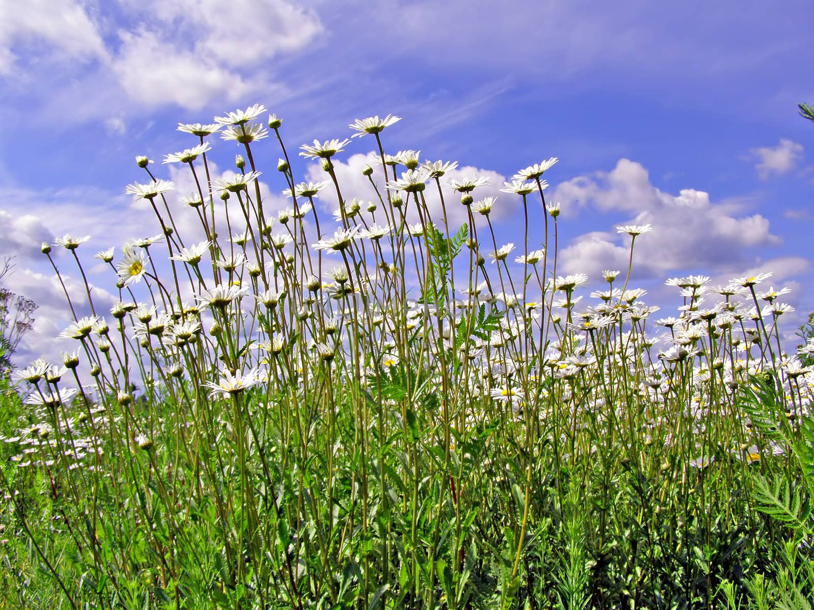 daisywheels on field