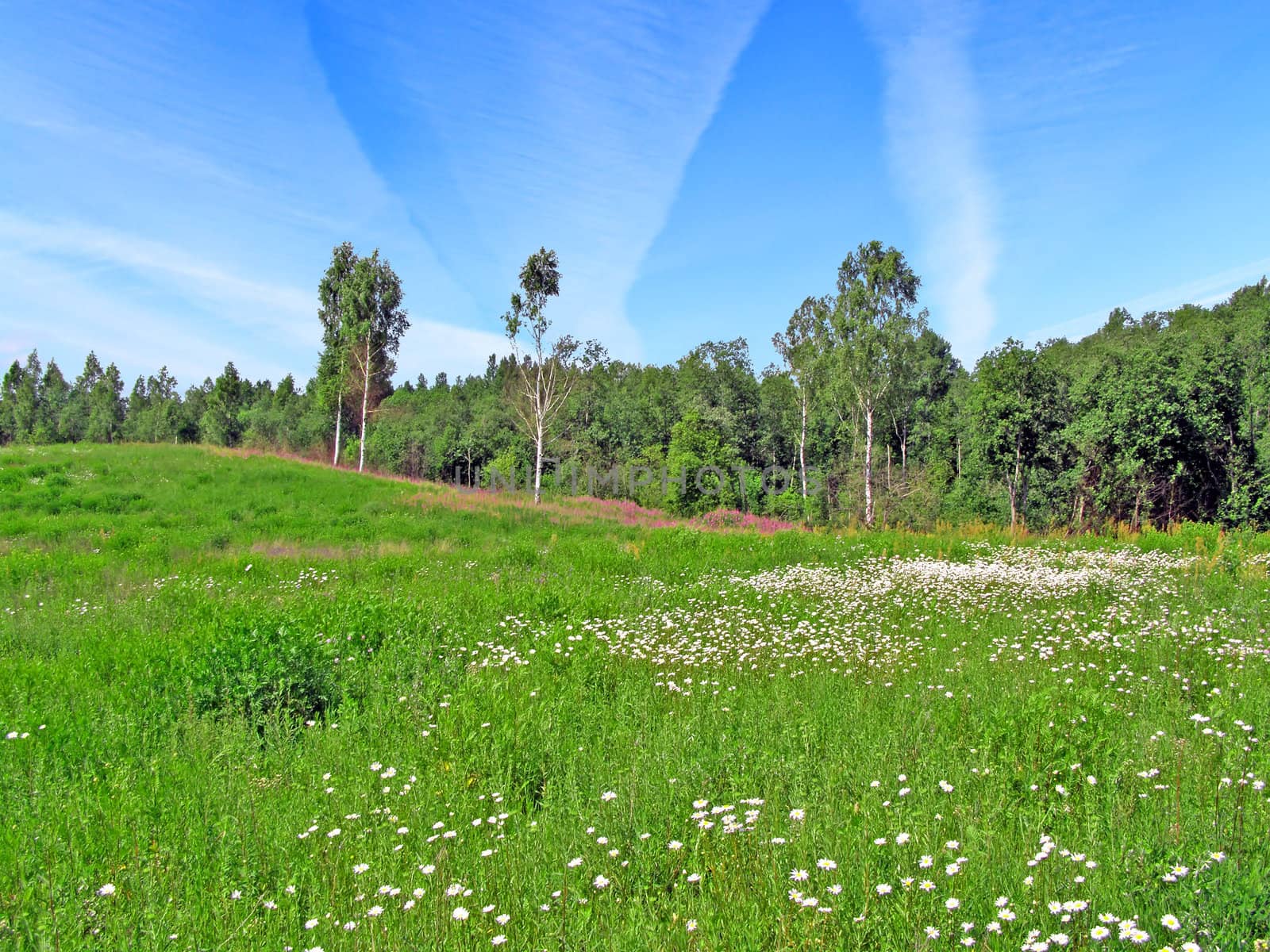 meadow near wood