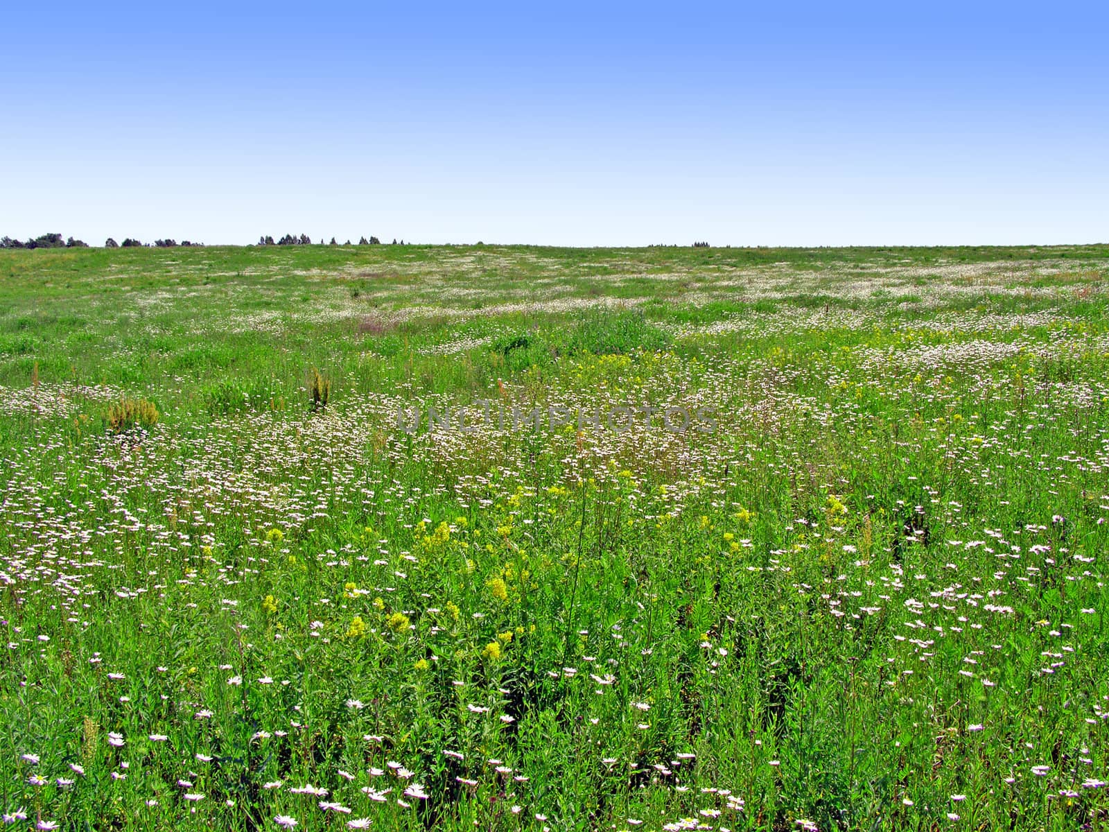 spring meadow