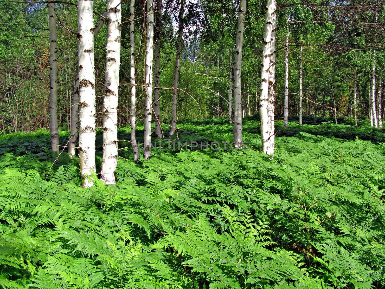 fern in birch wood