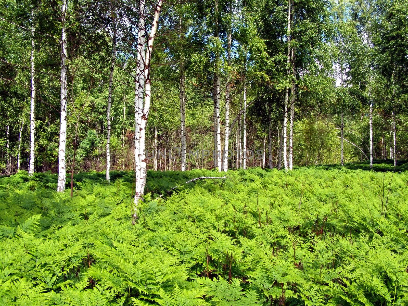 fern in birch wood